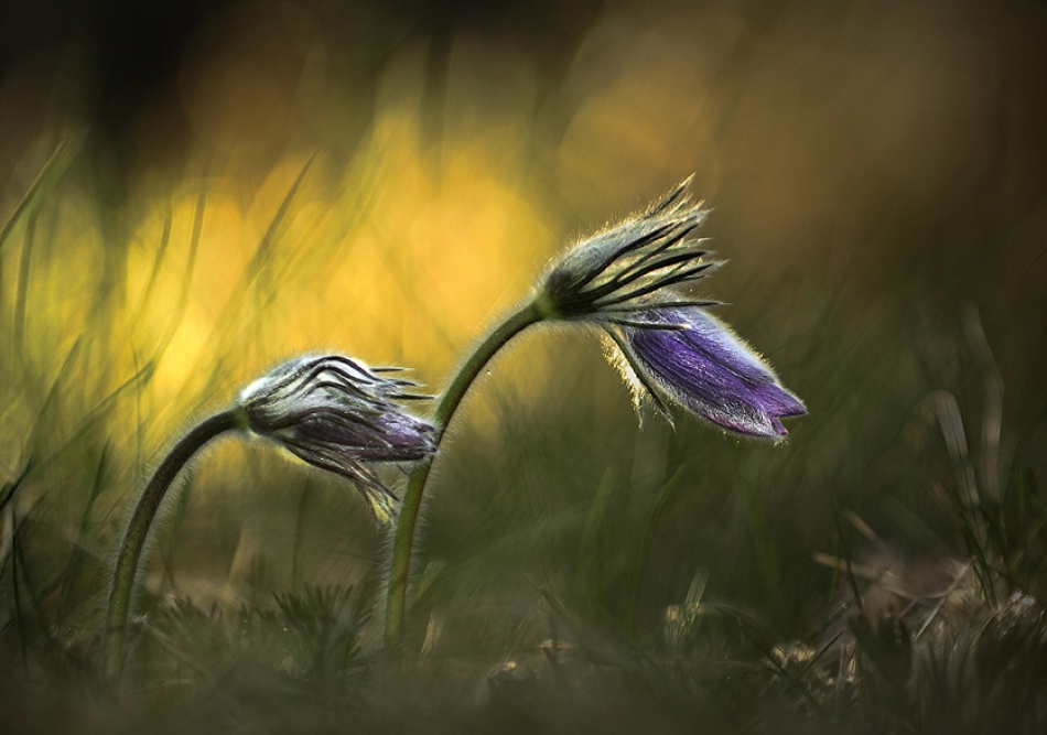 Pulsatilla von Istvan Lichner