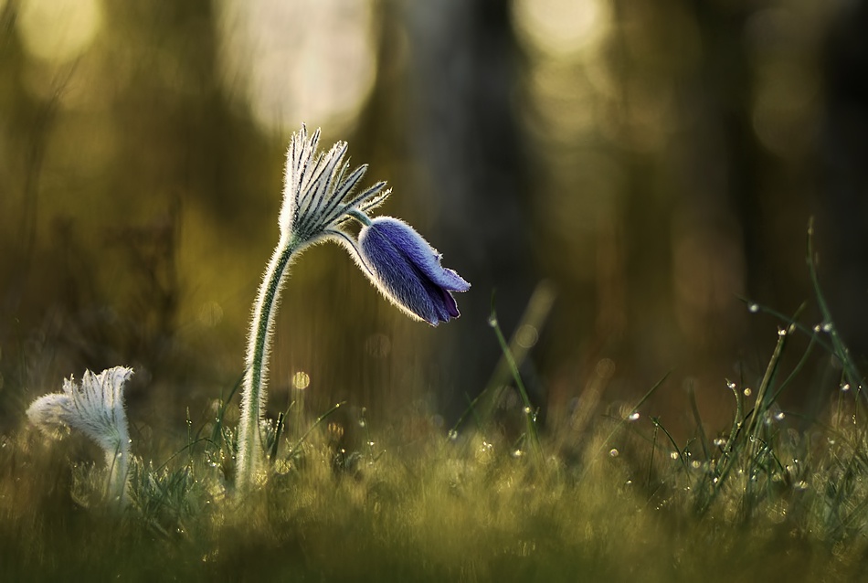 Pulsatilla vulgaris von Istvan Lichner