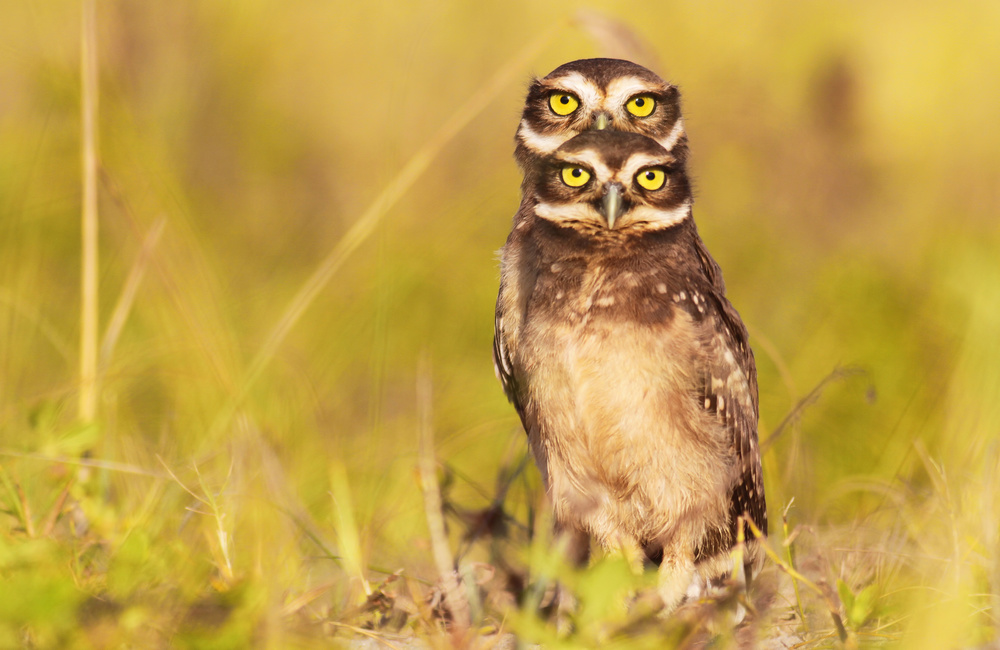 4 eyes! von Itamar Campos