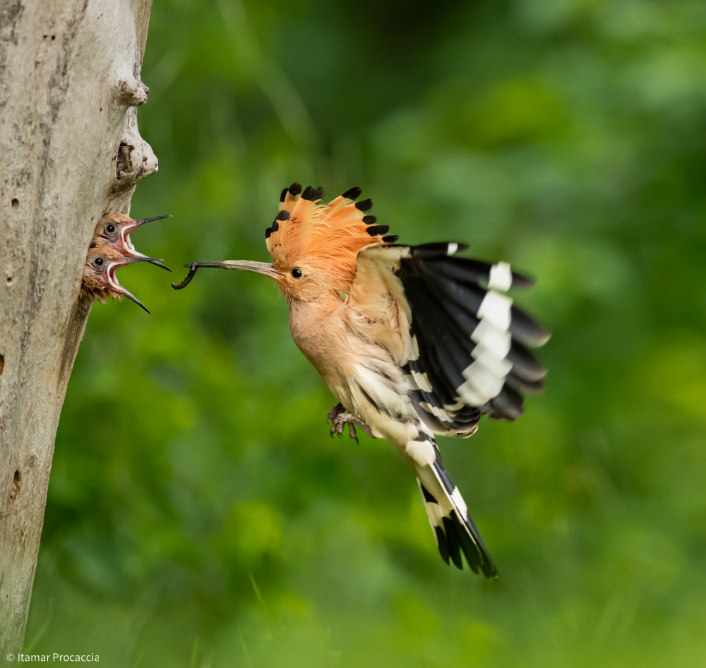 Dedicated parent von Itamar Procaccia