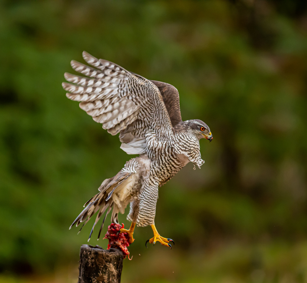 Goshawk with prey von Itamar Procaccia