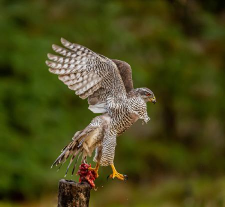 Goshawk with prey