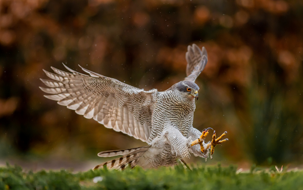 Swooping for the kill von Itamar Procaccia