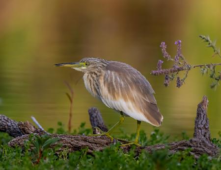 Squacco Heron