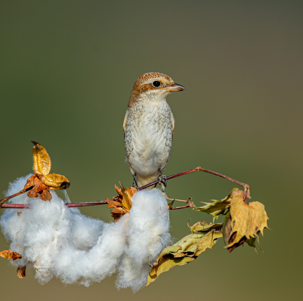 Sentinel in the Cotton Field von Itamar Procaccia