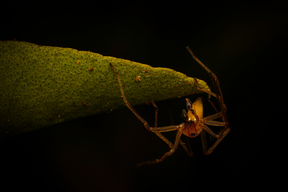 Spiderman kiss von Itzik Pop