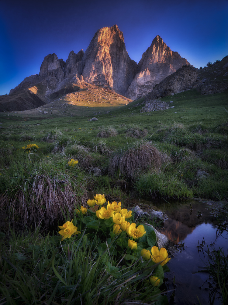 Early yellows von Ivan A. Godovikov