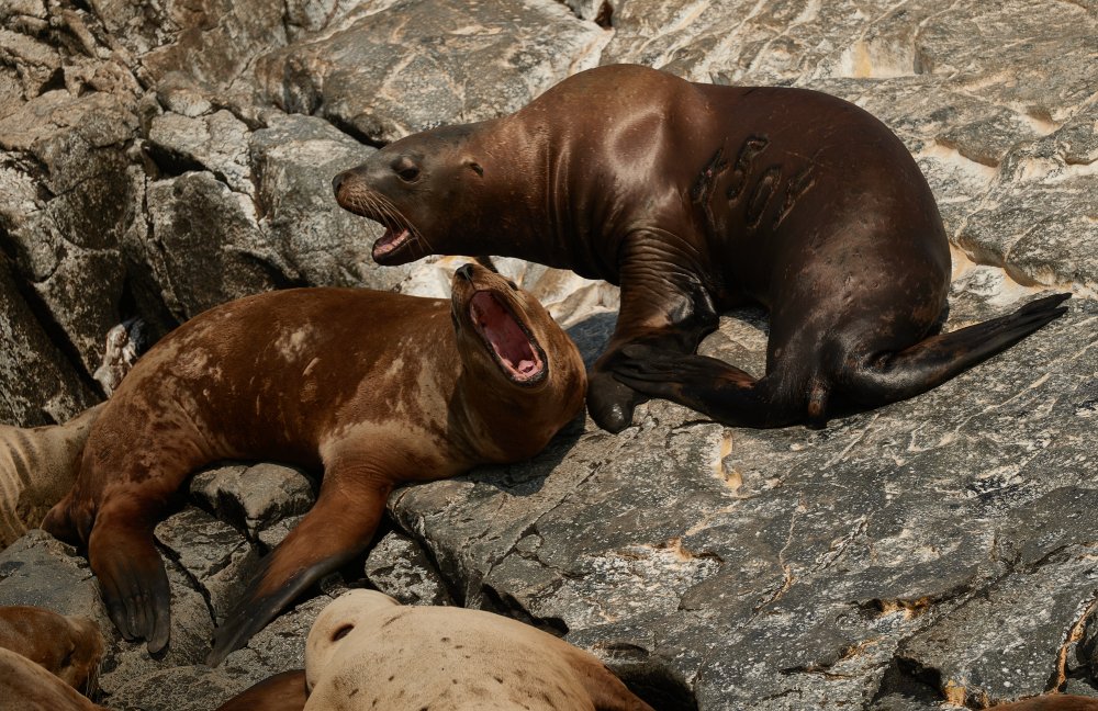 Pacific eared seals von Ivan A. Godovikov