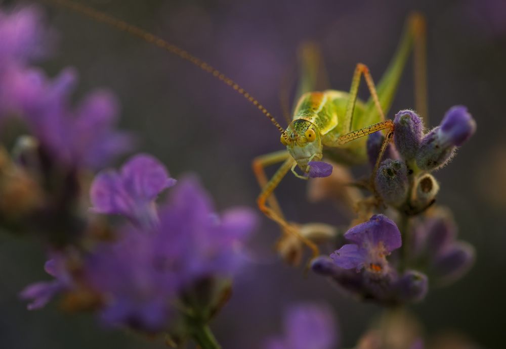 Thief of lavender von Ivan Dimov