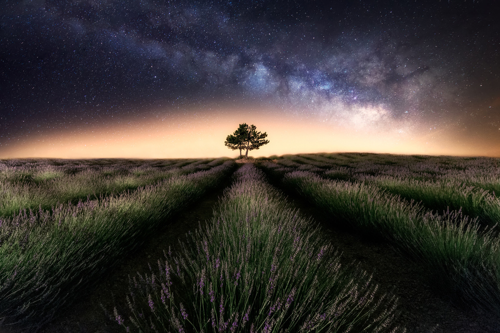 Lavender way von Iván Ferrero