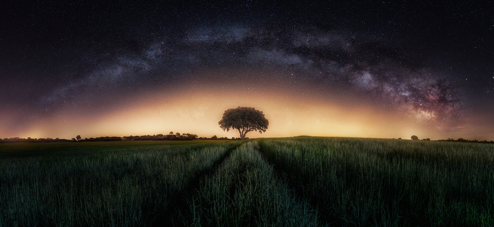 Milky way over lonely tree von Iván Ferrero