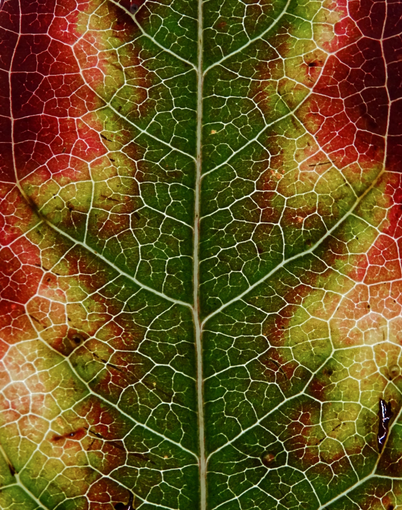 Autumn Leaf von Ivan Lesica