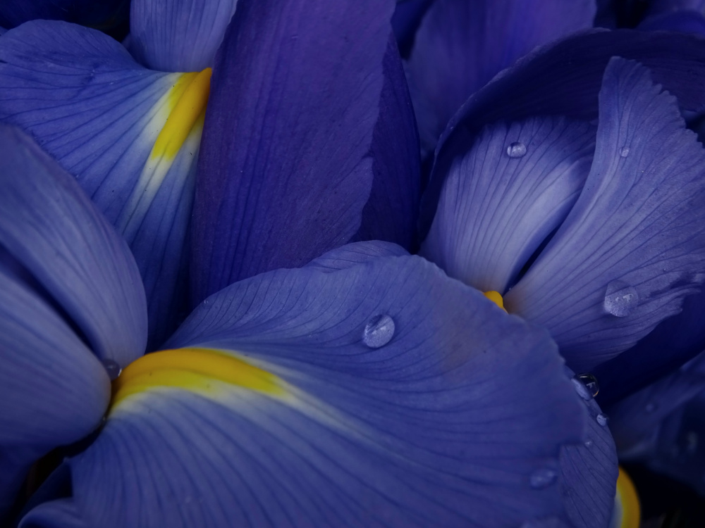 Irises von Ivan Lesica