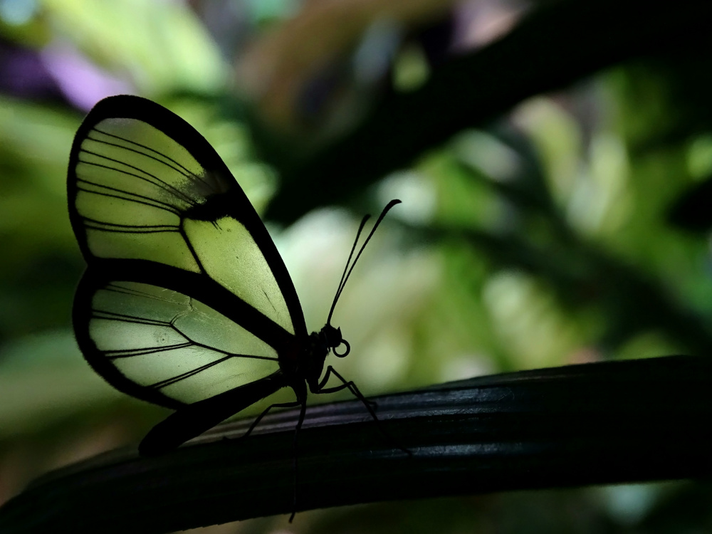 Clear Winged Butterfly von Ivan Lesica