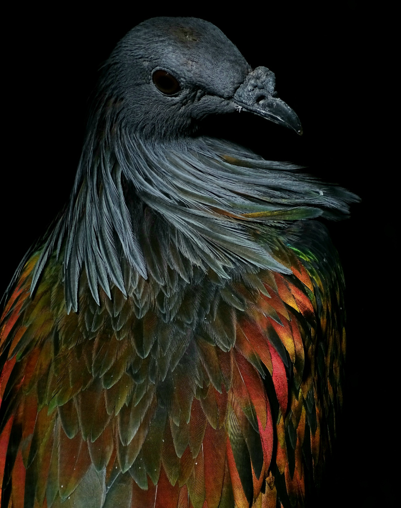 Nicobar Pigeon von Ivan Lesica