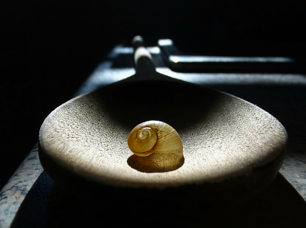 Snail Shell von Ivan Lesica