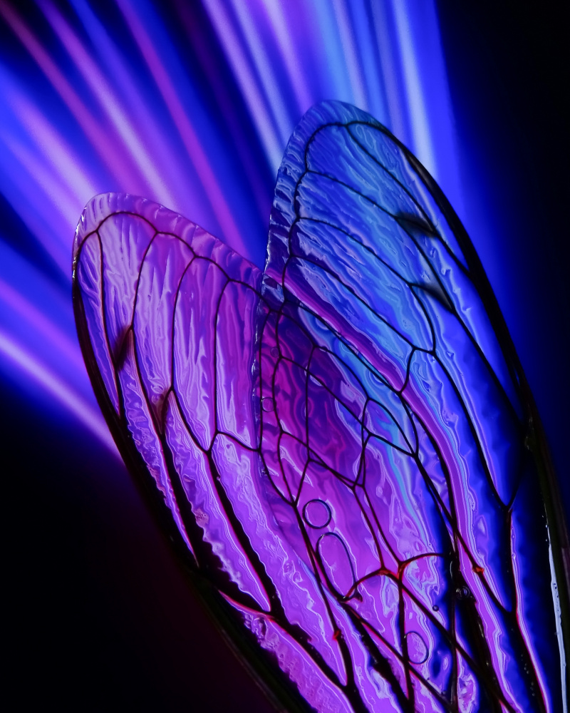 Cicada Wings Abstract von Ivan Lesica