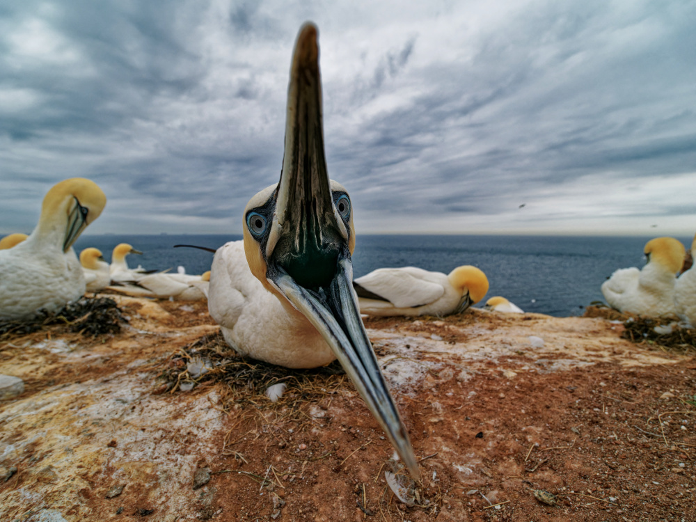 Defence von Ivan Miksik