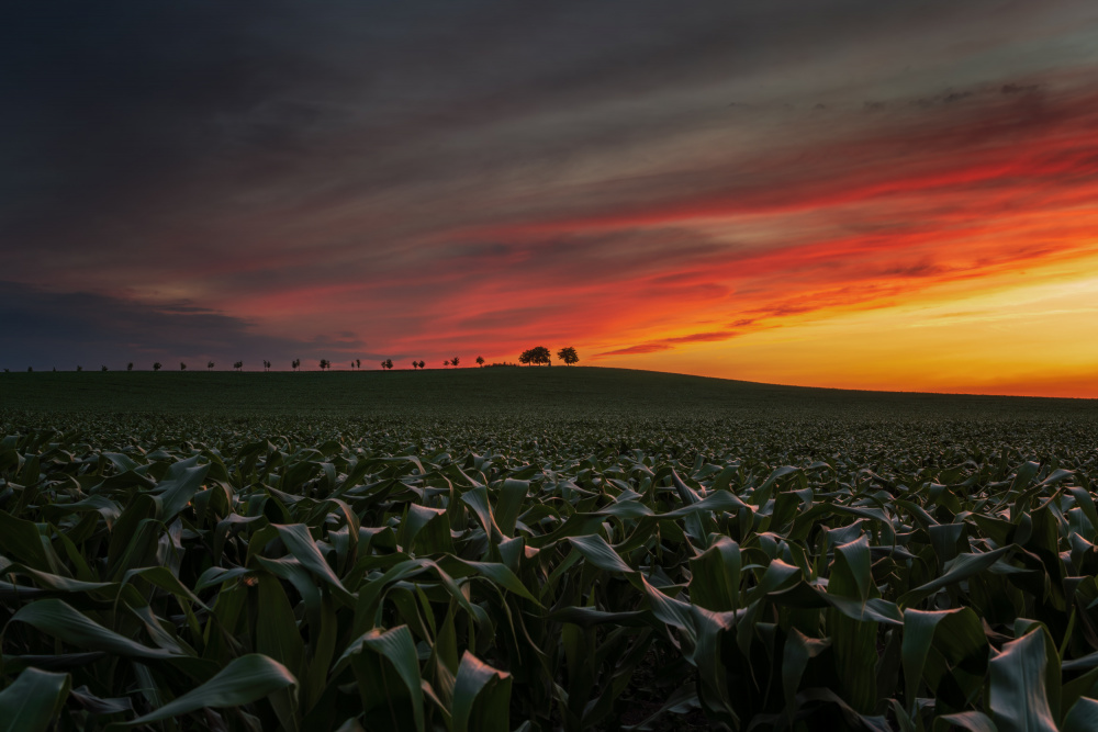 Sunset in the cornfield von Ivo Mateju