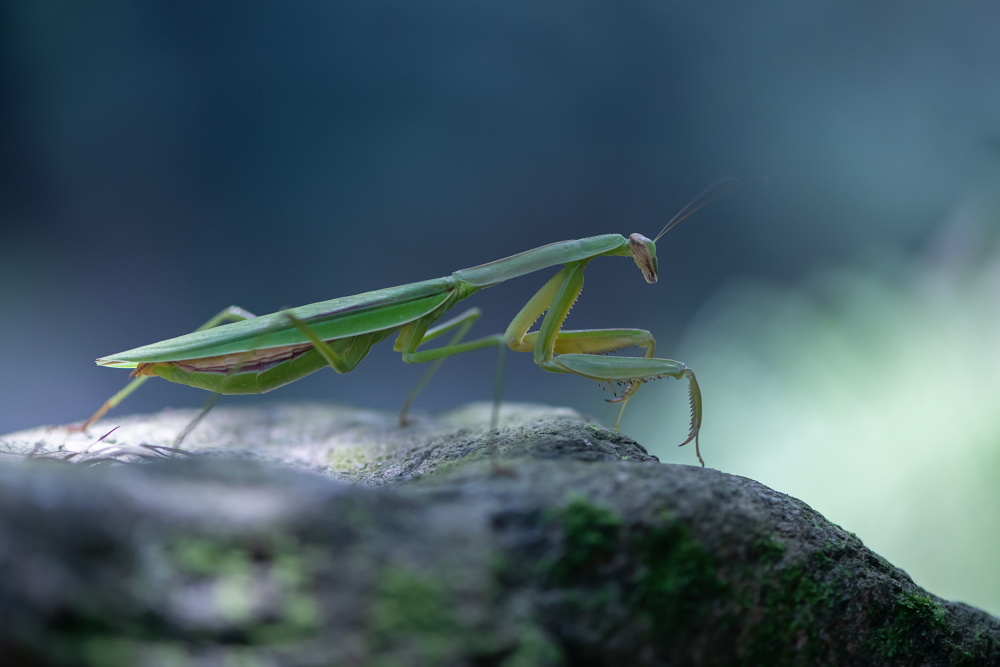 Mantis von Ivy Deng