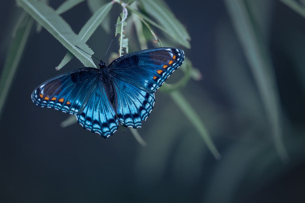 Butterfly von Ivy Deng