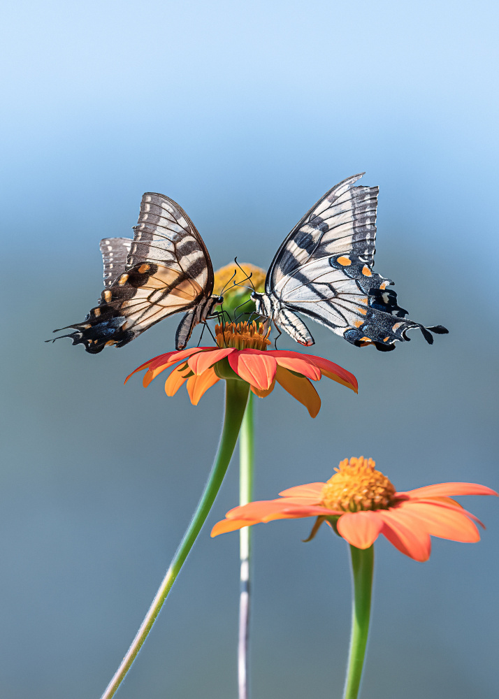 Butterflies von Ivy Deng