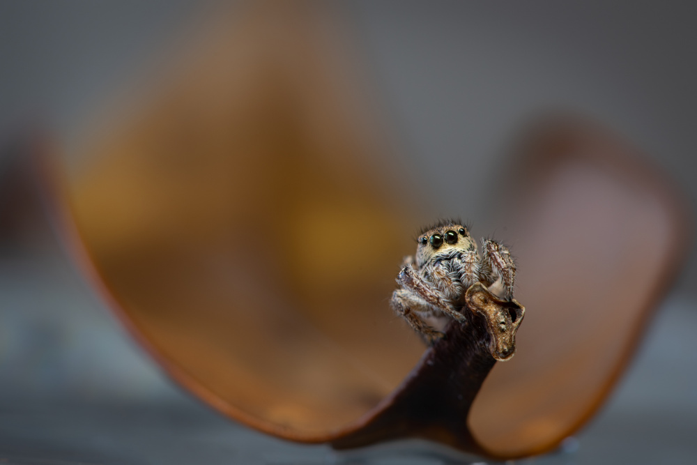 Jumping Spider von Ivy Deng