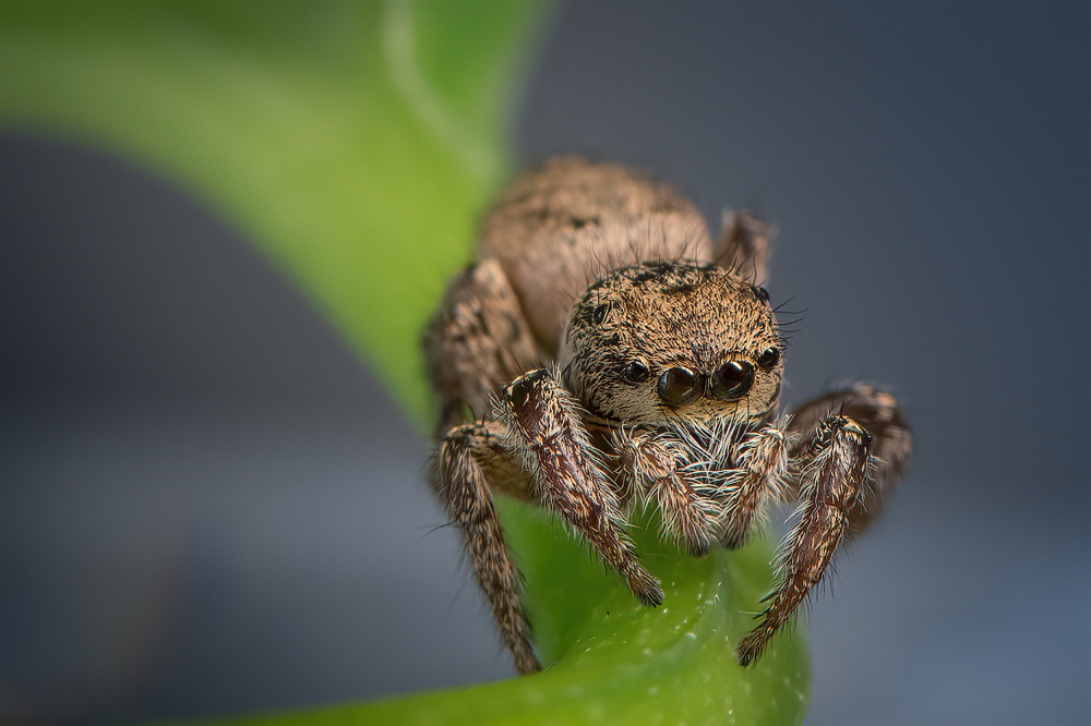 Jumping Spider von Ivy Deng