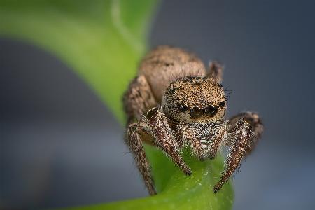 Jumping Spider