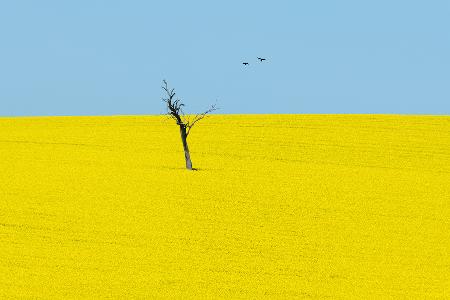 Canola Flowers