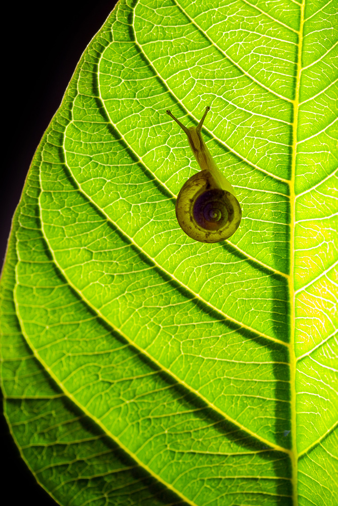 Mr. Snail von Iwan A. Saputra