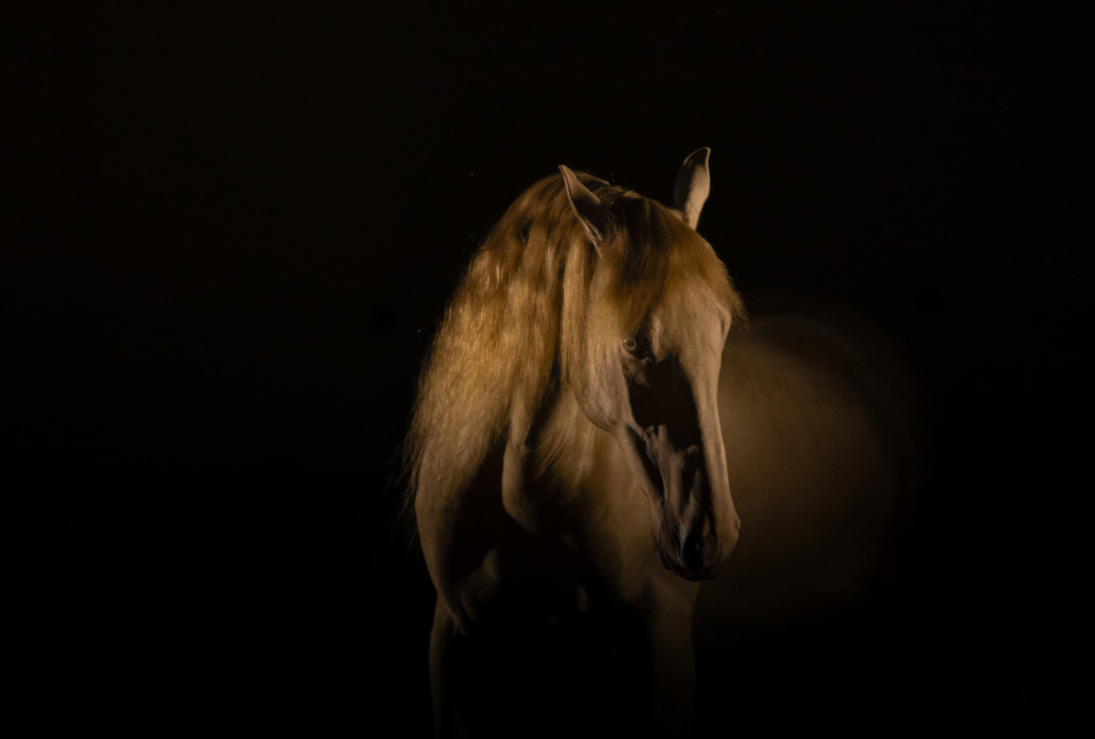 gold horse von Izabela Ciepła