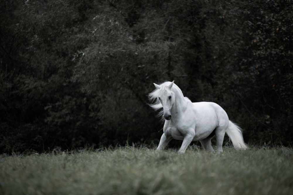 Like a Ghost von Izabela Ciepła