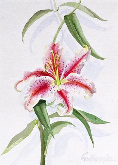 Lily, 1998 (w/c on paper) (see also 124443 & 124445)  von Izabella  Godlewska de Aranda