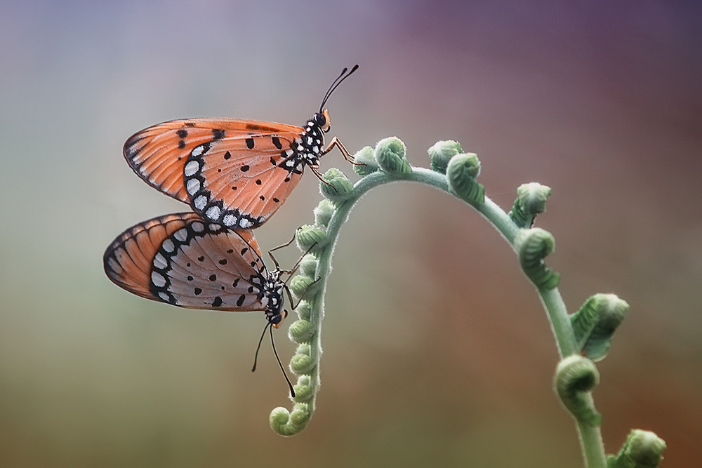 mating von Izhar Ramadhan