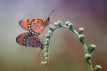 mating