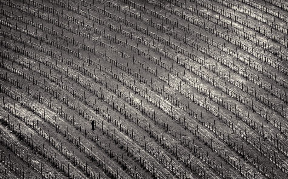 In the vineyard von Izidor Gasperlin