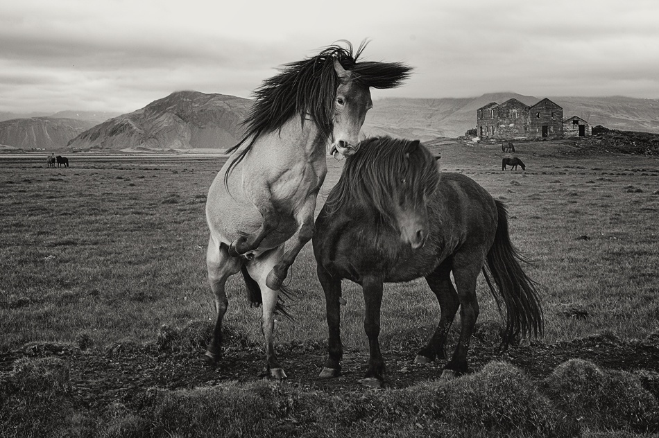 Wild horses von Izidor Gasperlin