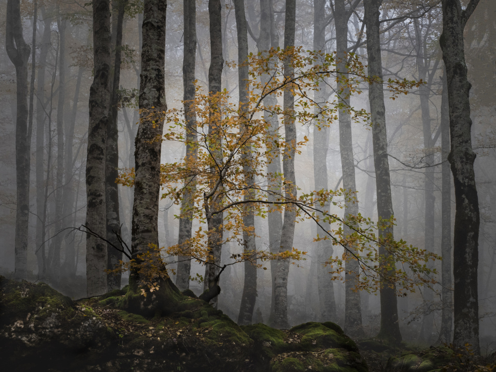 Bosque en la niebla von JA Ruiz Rivas