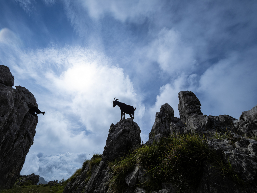 The passage of the goats von JA Ruiz Rivas