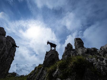 The passage of the goats