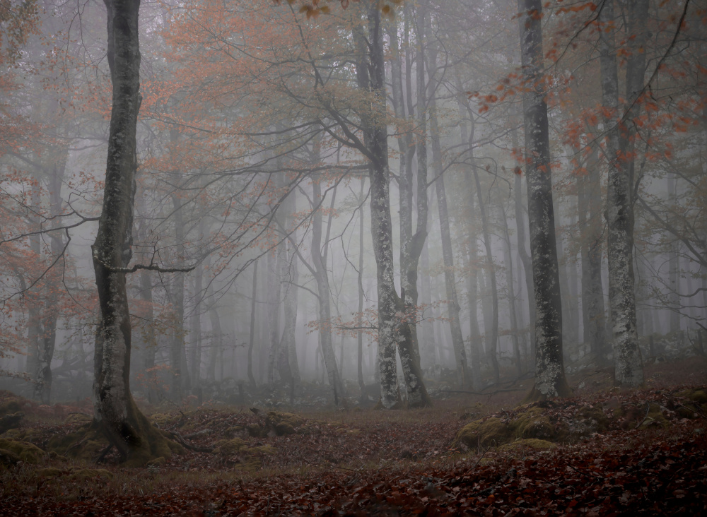 Fog and forest von JA Ruiz Rivas