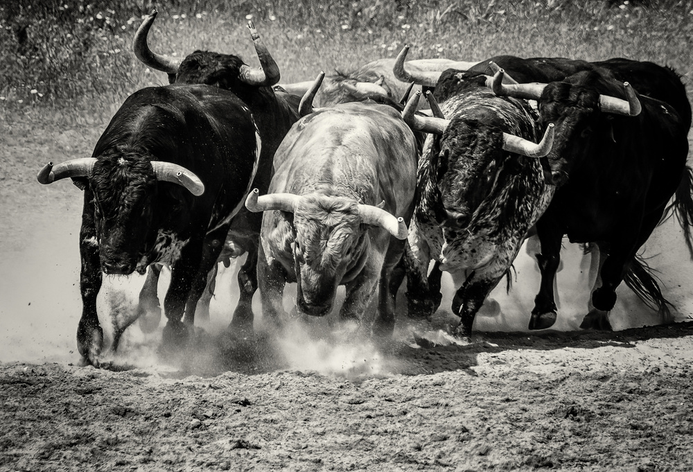 Bulls von Jaap Koer