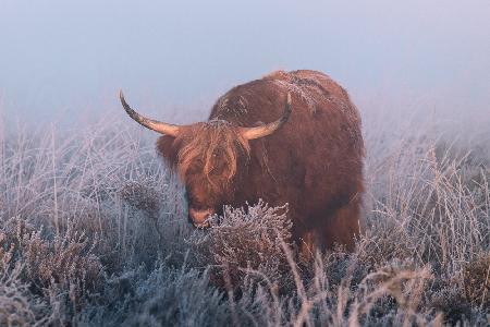 HIghlander in cold Sunrise.