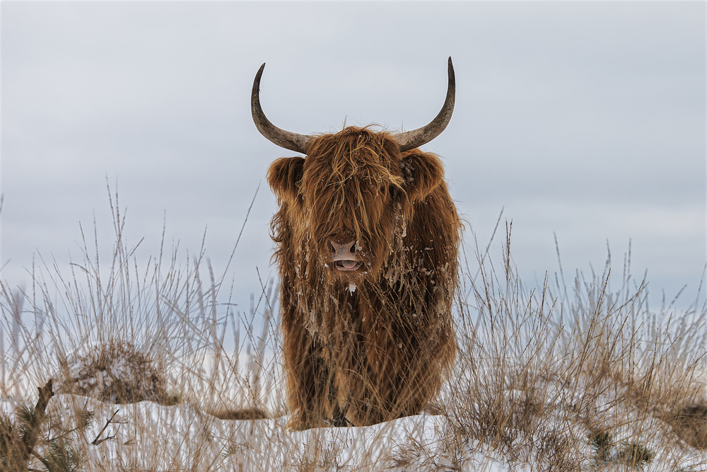 Highlander in Snow von Jaap van den Helm