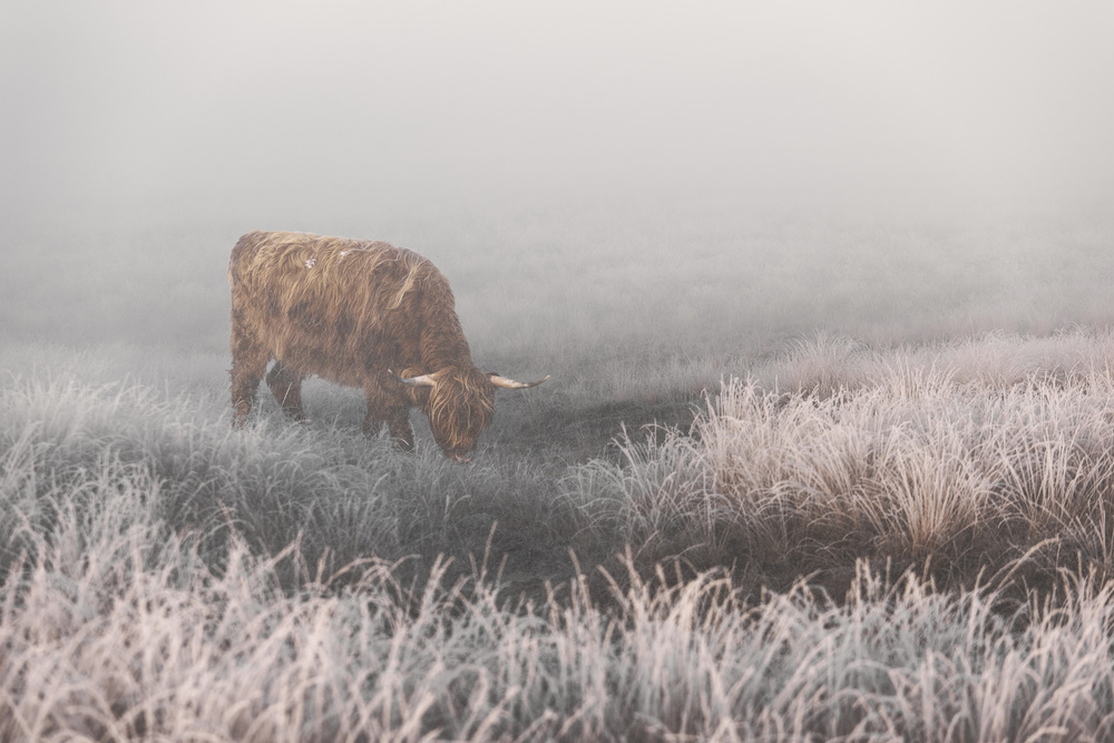 Highlander in White Grass von Jaap van den Helm