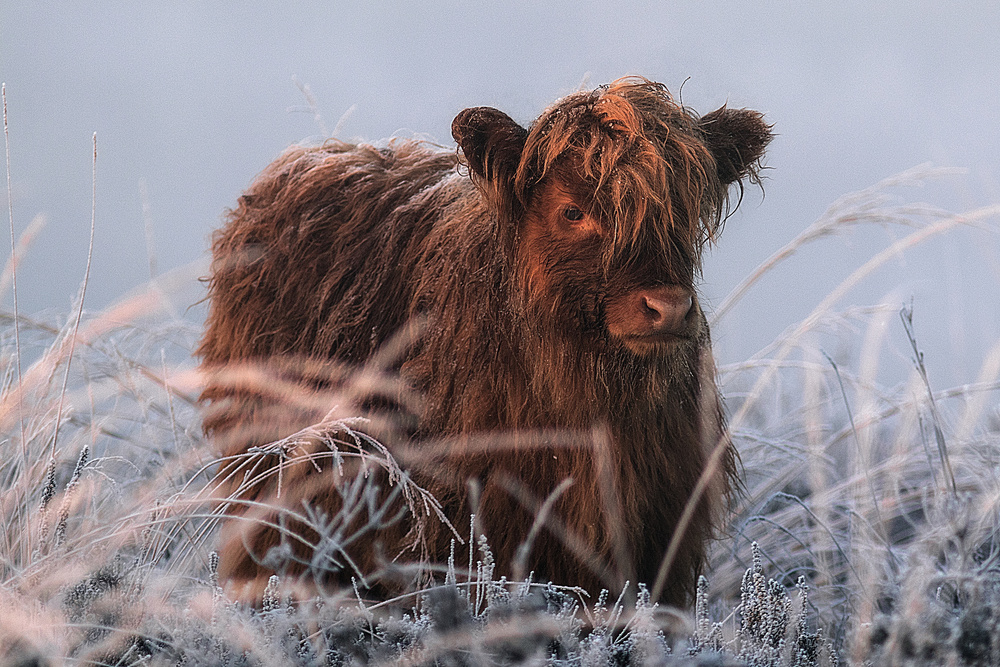 Little Highlander von Jaap van den Helm