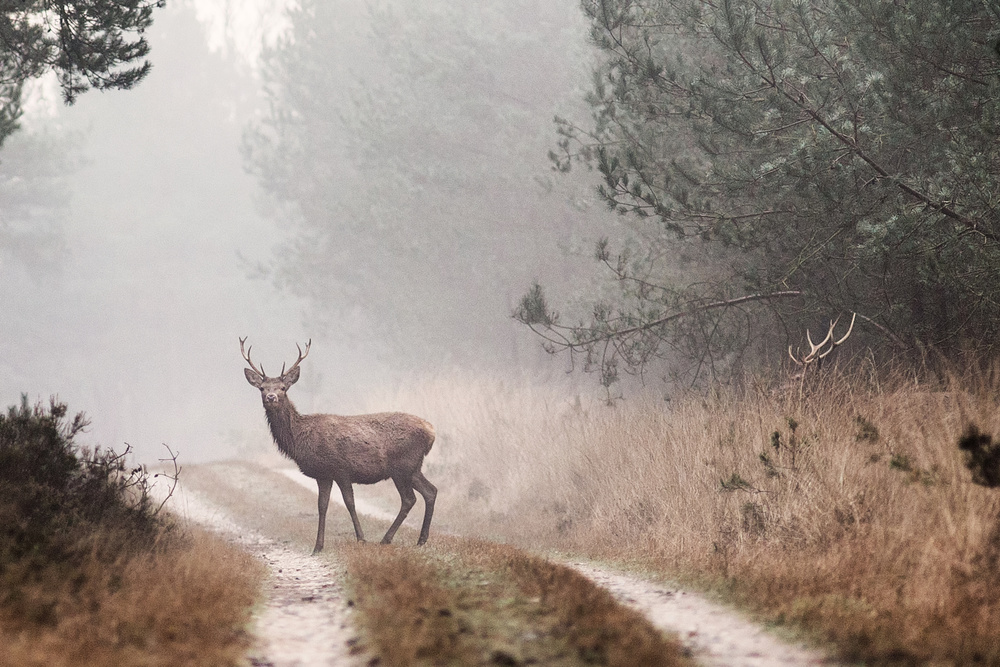 Deer von Jaap van den Helm