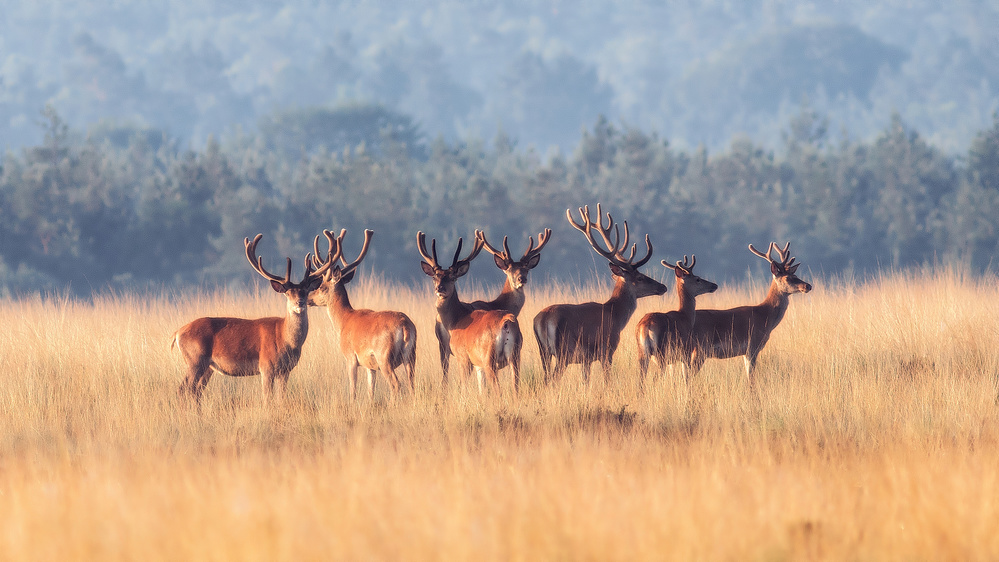 Red Deer von Jaap van den Helm