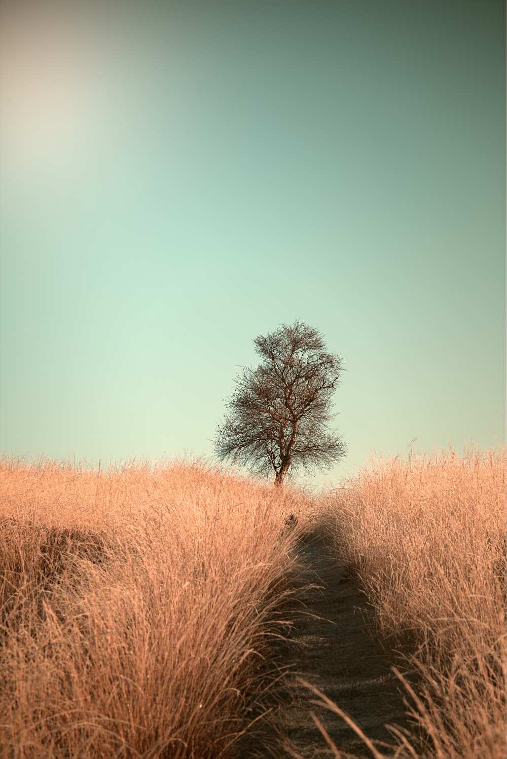 Grass and Path von Jaap Van den